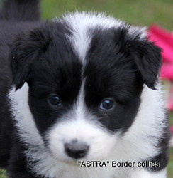 Black and white Female, medium coated, border collie puppy
